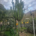 CACTUS CANELABRO