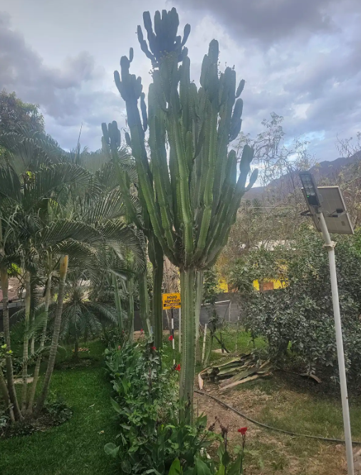 CACTUS CANELABRO