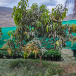 MANGO (Mangifera indica)
