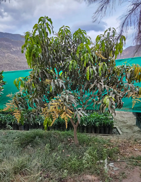MANGO (Mangifera indica)