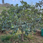 FICHA TÉCNICA — POMELO O TORONJA (Citrus × paradisi)