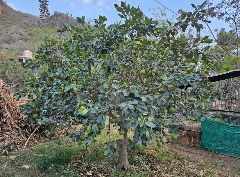 FICHA TÉCNICA — POMELO O TORONJA (Citrus × paradisi)