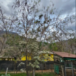MORINGA (Moringa oleifera)