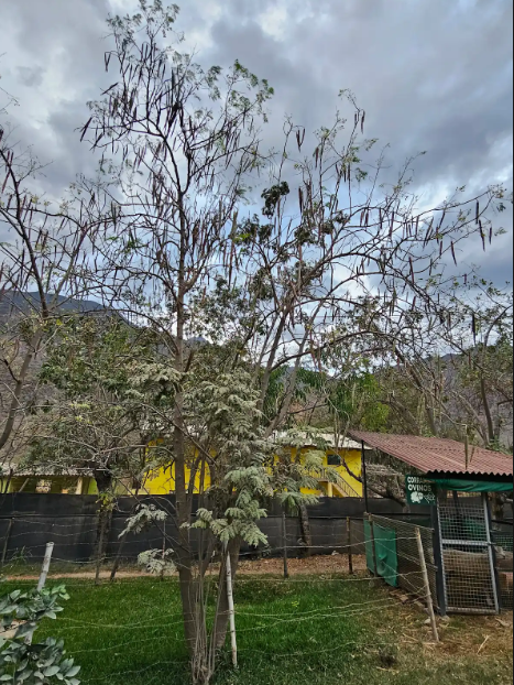 MORINGA (Moringa oleifera)