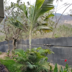 PALMERA ENANA (Chamaerops humilis)