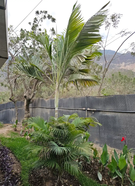 PALMERA ENANA (Chamaerops humilis)