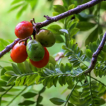 FICHA TÉCNICA — CIRUELA (Prunus spp.)