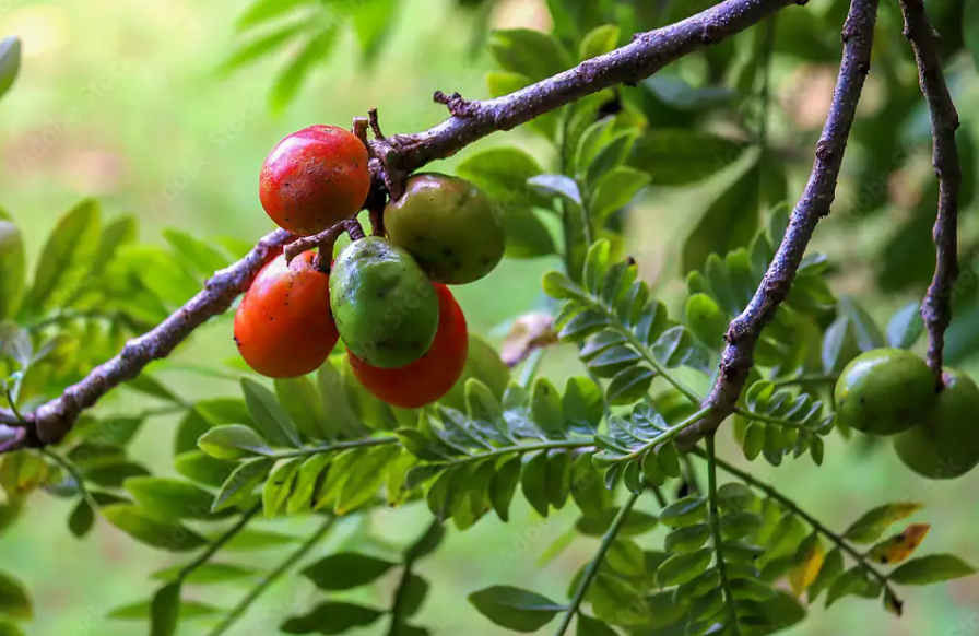 FICHA TÉCNICA — CIRUELA (Prunus spp.)