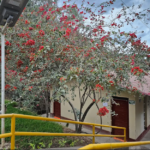 BUGAMBILIA (Bougainvillea glabra)
