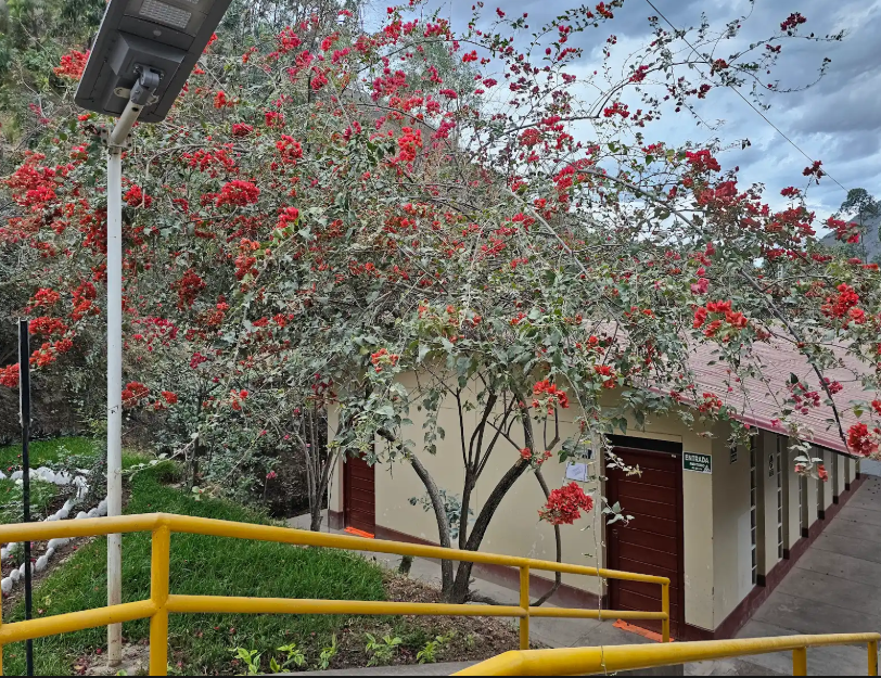 BUGAMBILIA (Bougainvillea glabra)