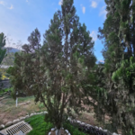 Thuja