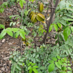 CARAMBOLA (Averrhoa carambola)