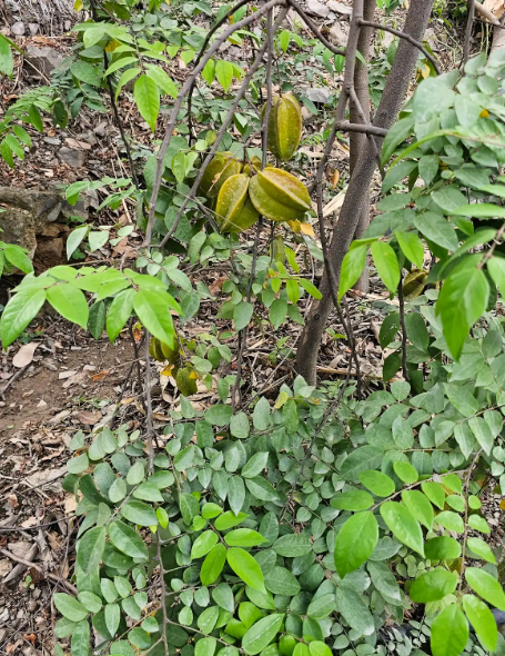 CARAMBOLA (Averrhoa carambola)