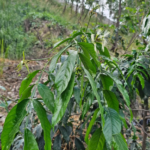 GUABO O PACAY (Inga edulis)
