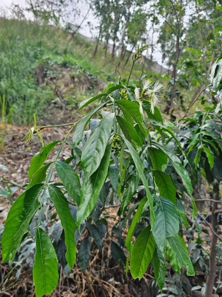 GUABO O PACAY (Inga edulis)