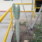 SAN PEDRO (Echinopsis pachanoi