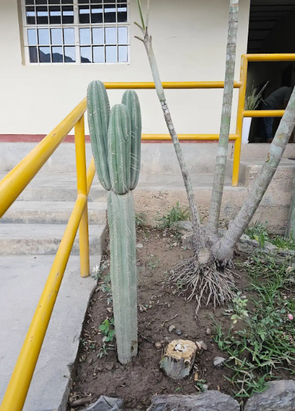 SAN PEDRO (Echinopsis pachanoi