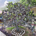 CROTON (Codiaeum variegatum)