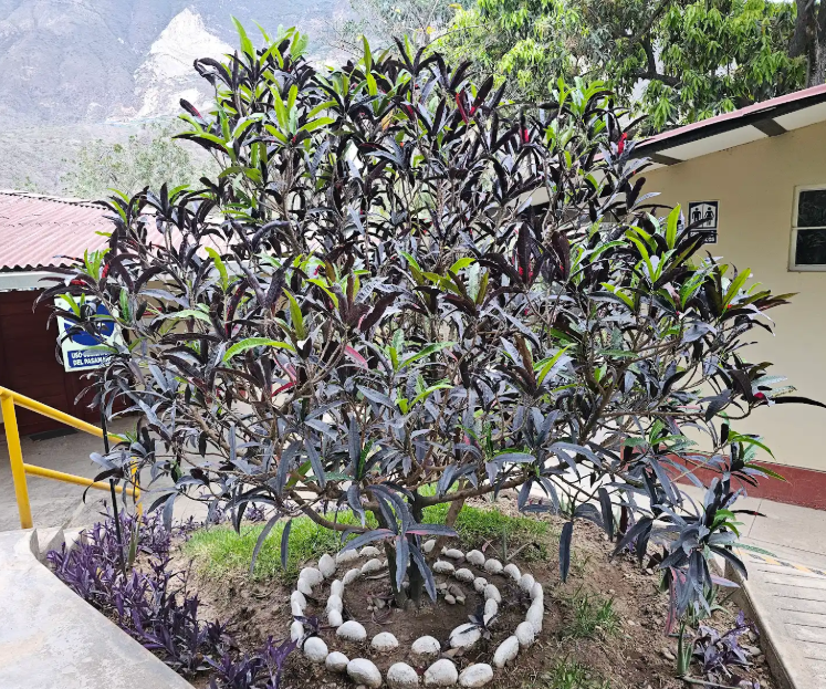 CROTON (Codiaeum variegatum)