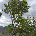 EUCALIPTO (Eucalyptus spp.)