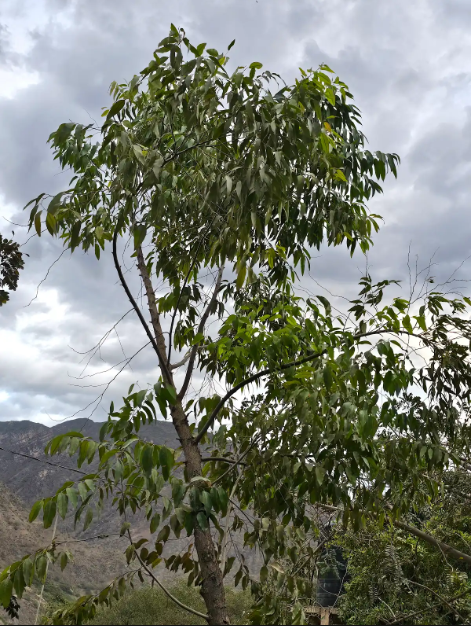 EUCALIPTO (Eucalyptus spp.)
