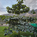 ALMENDRA (Prunus dulcis)