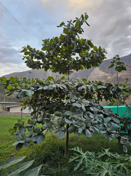 ALMENDRA (Prunus dulcis)