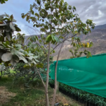 ANONA (Annona squamosa)