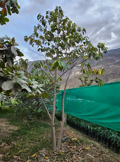 ANONA (Annona squamosa)