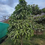 ZAPOTE (Pouteria sapota)