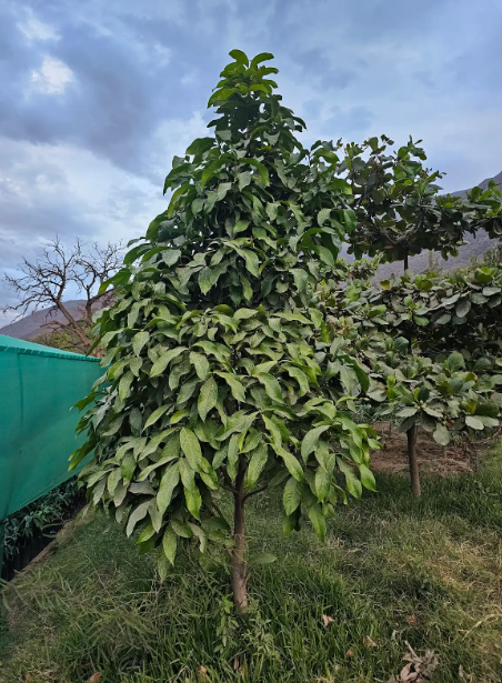 ZAPOTE (Pouteria sapota)