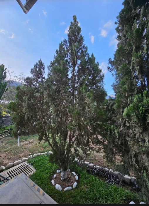 Thuja