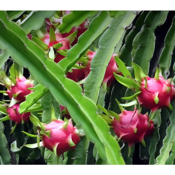 FICHA TÉCNICA — PITAHAYA O FRUTA DEL DRAGÓN Selenicereus undatus (Haw.) D.R.Hunt