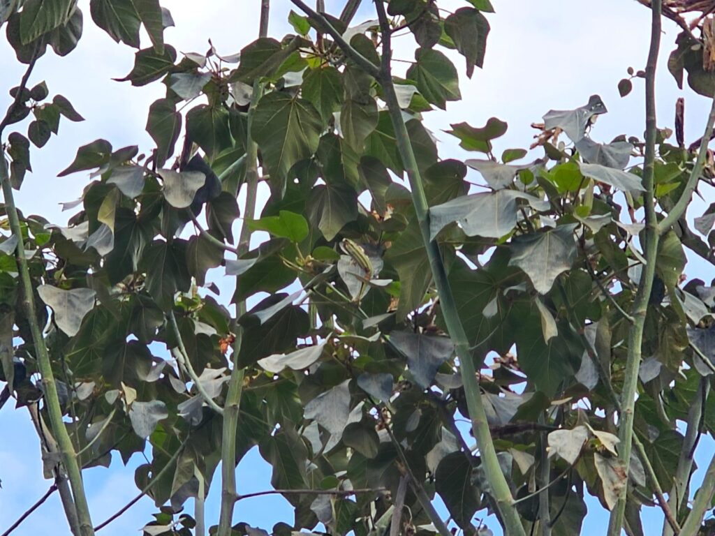 FICHA TÉCNICA — BALSO O QUIRI Ochroma pyramidale (Cav. ex Lam.) Urb.