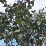 FICHA TÉCNICA — BALSO O QUIRI Ochroma pyramidale (Cav. ex Lam.) Urb.