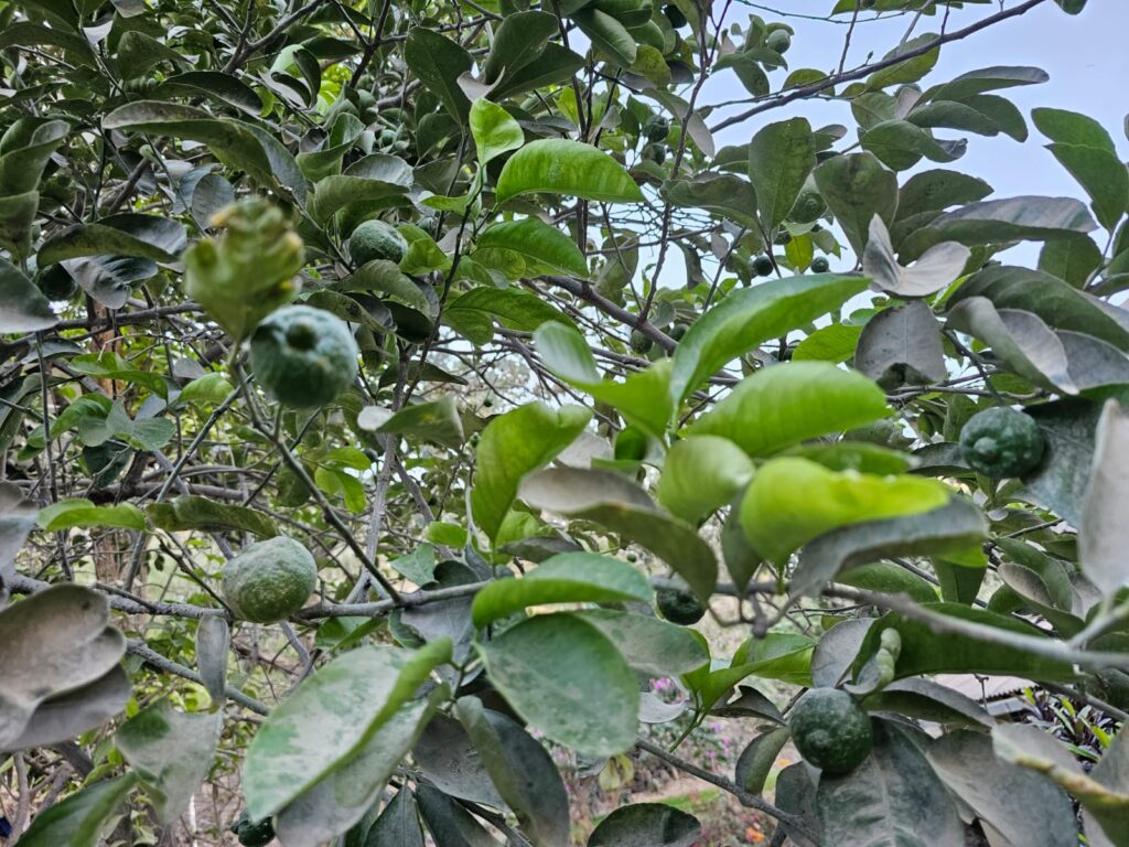 FICHA TÉCNICA — LIMA Citrus × latifolia (Yu.Tanaka) Tanaka