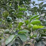 FICHA TÉCNICA — LIMA Citrus × latifolia (Yu.Tanaka) Tanaka