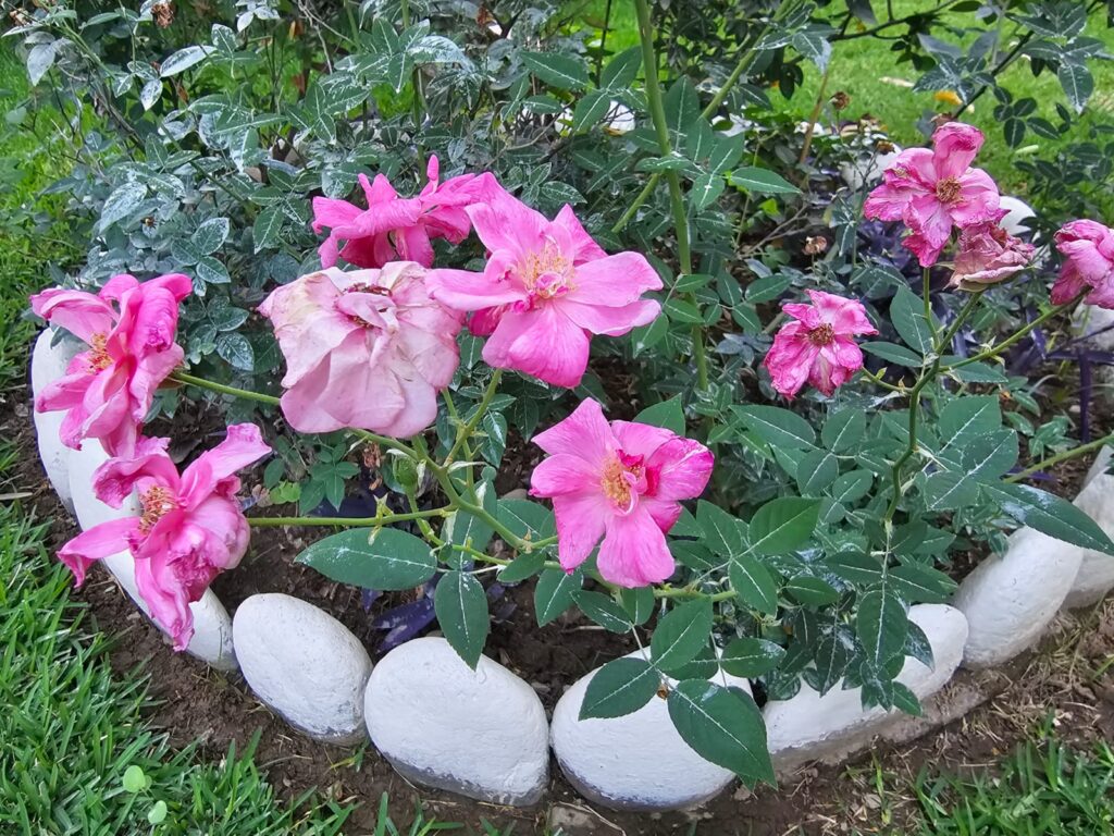 FICHA TÉCNICA — ROSA CHINA – Rosa chinensis Jacq. (Nikolaus Joseph von Jacquin)
