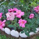 FICHA TÉCNICA — ROSA CHINA – Rosa chinensis Jacq. (Nikolaus Joseph von Jacquin)