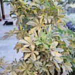 FICHA TÉCNICA — CHEFLERA ENANA Schefflera arboricola (Hayata) Merr.