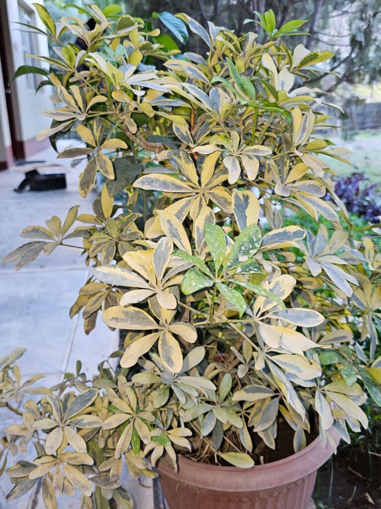 FICHA TÉCNICA — CHEFLERA ENANA Schefflera arboricola (Hayata) Merr.