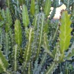 FICHA TÉCNICA — CACTUS CATEDRAL O HUESO DE DRAGÓN – Euphorbia lactea Haw.