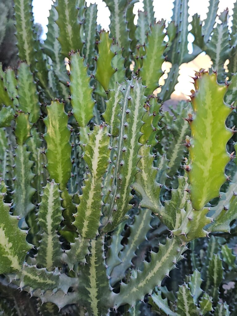 FICHA TÉCNICA — CACTUS CATEDRAL O HUESO DE DRAGÓN – Euphorbia lactea Haw.