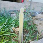 FICHA TÉCNICA — ANTORCHA DE NIEVE – Cleistocactus strausii (Heese) Backeb