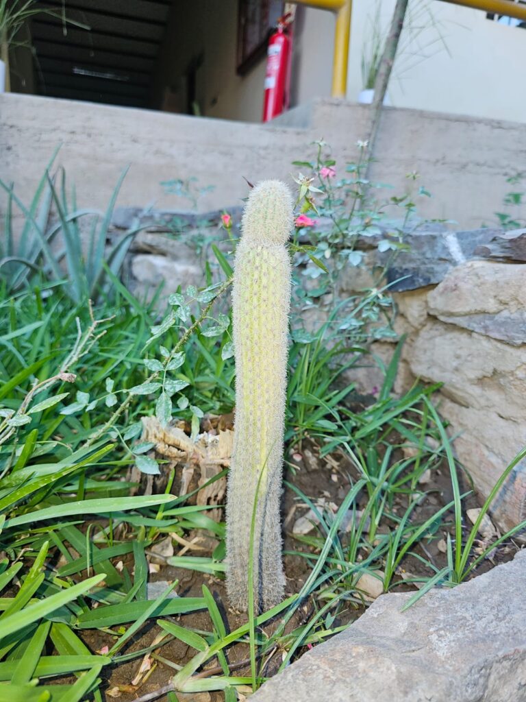 FICHA TÉCNICA — ANTORCHA DE NIEVE – Cleistocactus strausii (Heese) Backeb