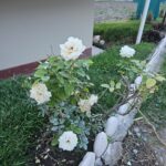 FICHA TÉCNICA — ROSA BLANCA (Rosa L.)