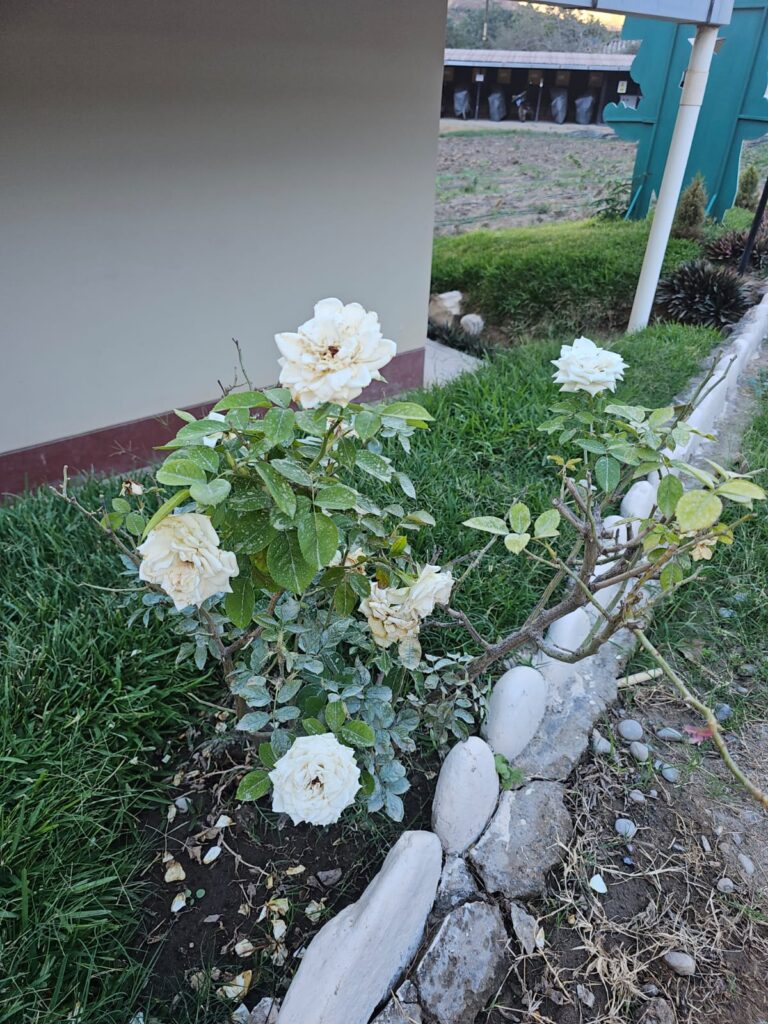 FICHA TÉCNICA — ROSA BLANCA (Rosa L.)