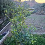 FICHA TÉCNICA — GARDENIA O JAZMÍN DE CABO – Gardenia jasminoides J. Ellis