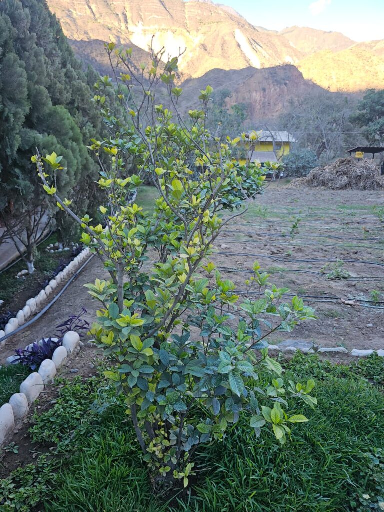 FICHA TÉCNICA — GARDENIA O JAZMÍN DE CABO – Gardenia jasminoides J. Ellis