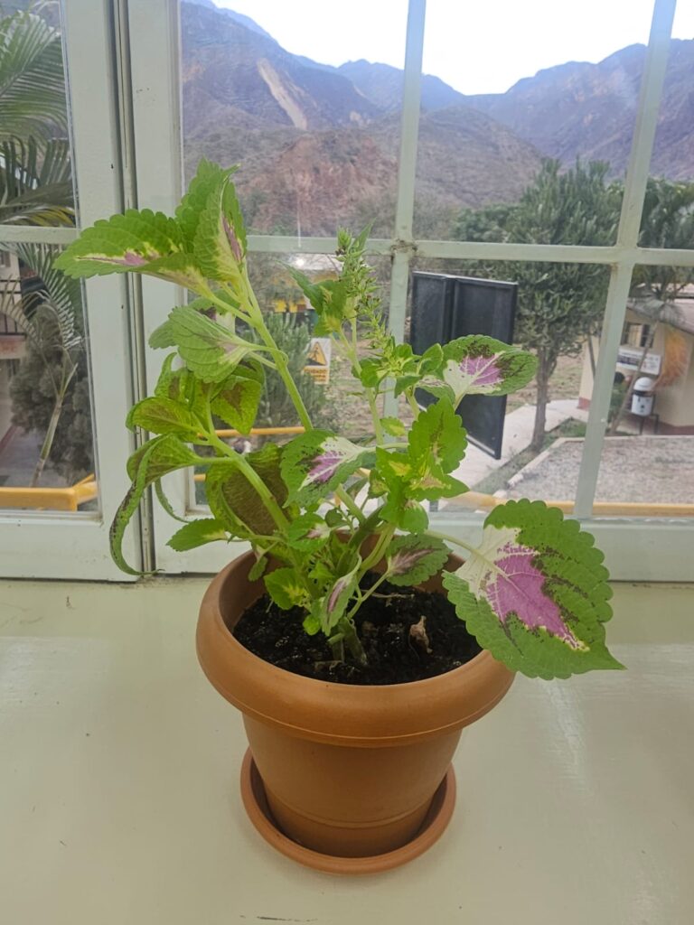 FICHA TÉCNICA — CRETONA Coleus scutellarioide (L.) Benth
